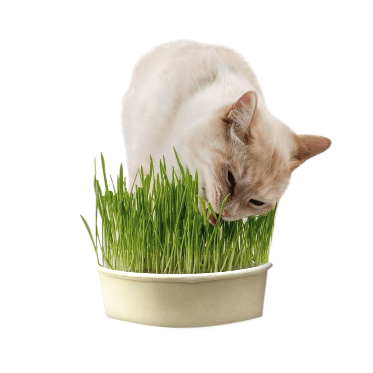 Miniatura 2 de Hierba Comestible Para Gatos HPSM-1